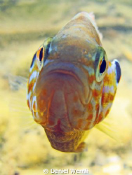 Very upset pumpkinseed sunfish... by Daniel Wernli 